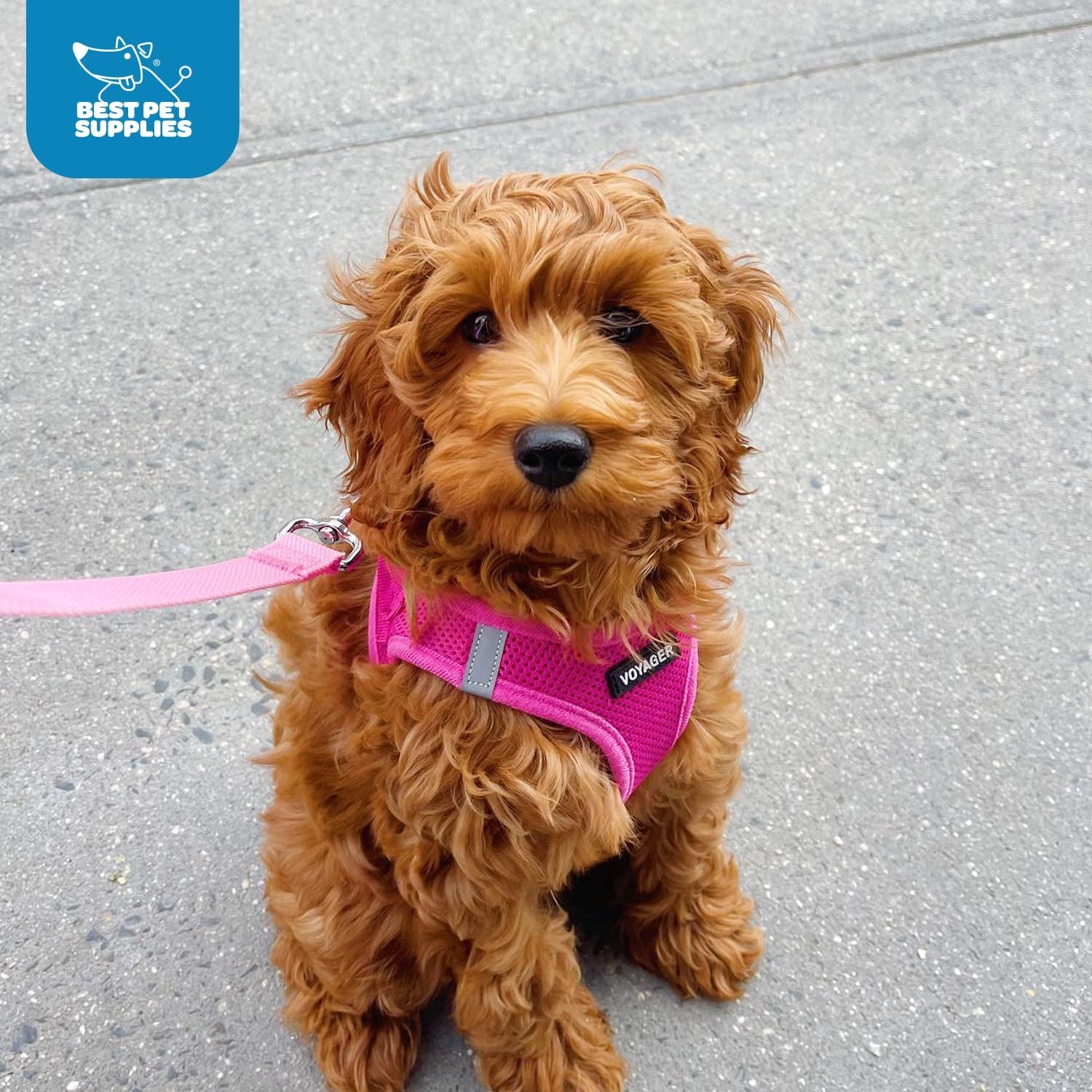 Voyager Step-In Air Harness - All Weather Mesh, Reflective, No Pull Harness for Dogs, Cats - Secure with Hook & Loop Fastener, Buckle, Double D-Rings - Fuchsia, S